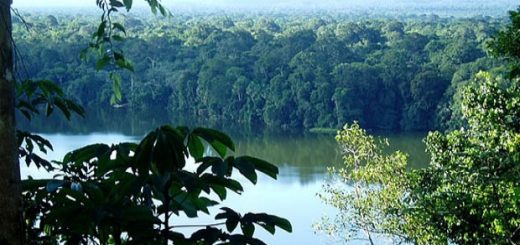 Parque Madidi